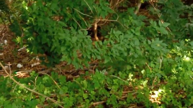 Река и лес смотреть онлайн