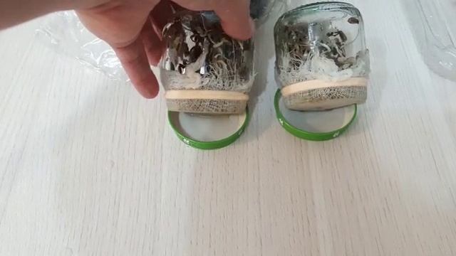 как ставить микрозелень в банке