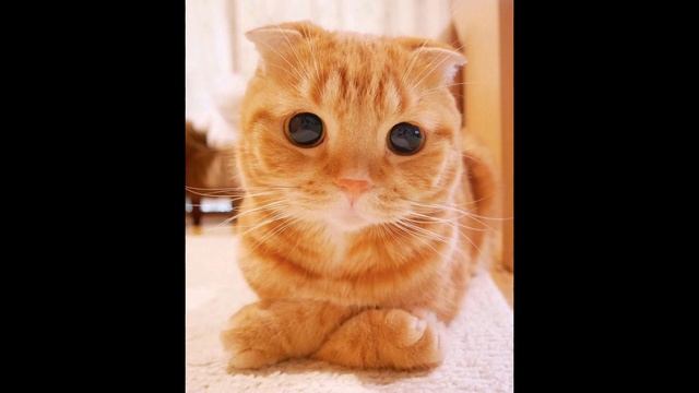 фото милых маленьких котят