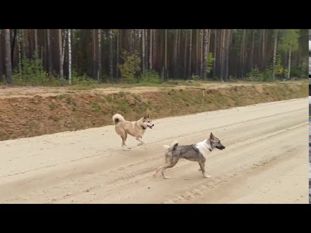 "Помощники охотника" или "лайфЛайки в лесу"