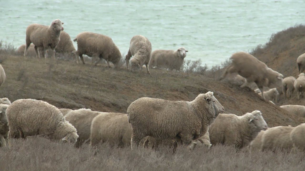 Фото продажа ставропольский край овцы