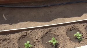? ? МОЙ  ОГОРОД  В  ИЮНЕ  2020 г. ?  АЛИССУМ  СНОУ  ПРИНЦЕСС.  ЧТО  НЕ  УСПЕЛА  ПОСАДИТЬ..  ?