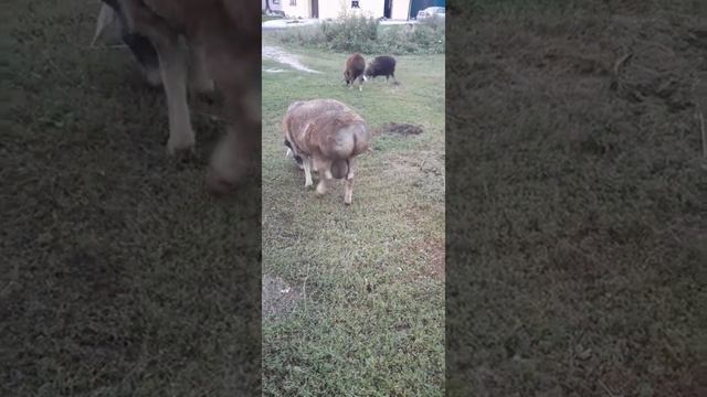 Эдильбаевские овцы на вечернем выгуле смотреть онлайн