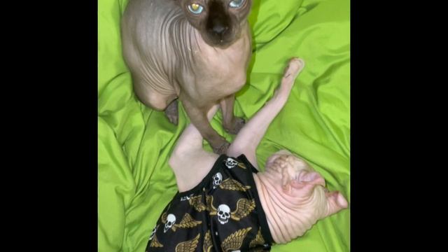 Канадские Эльфы и канадский сфинкс ,милашки