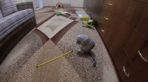 ?Трейлер Scottish Fold Kitten ? Купили Шотландскую Вислоухою Кошку Хлоя ? Коты и Кошки