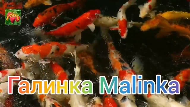 Макеева /Мальков /Малькова /Как про😁рать репутацию /Обзор Макеевщина /