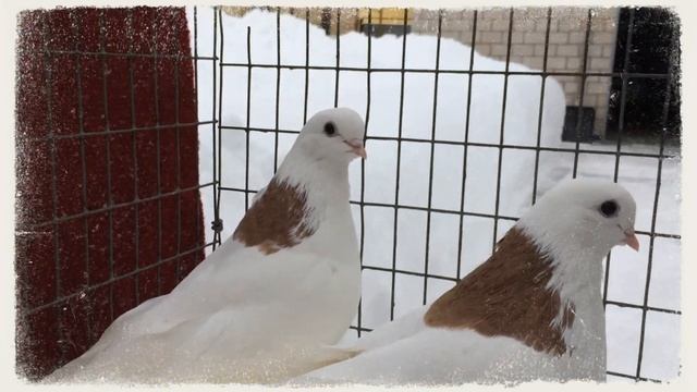 Голубь с голубкой 2021 года смотреть онлайн