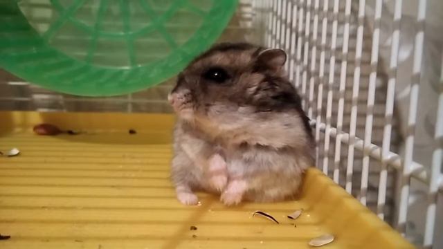 Соня ест внутренние запасы смотреть онлайн