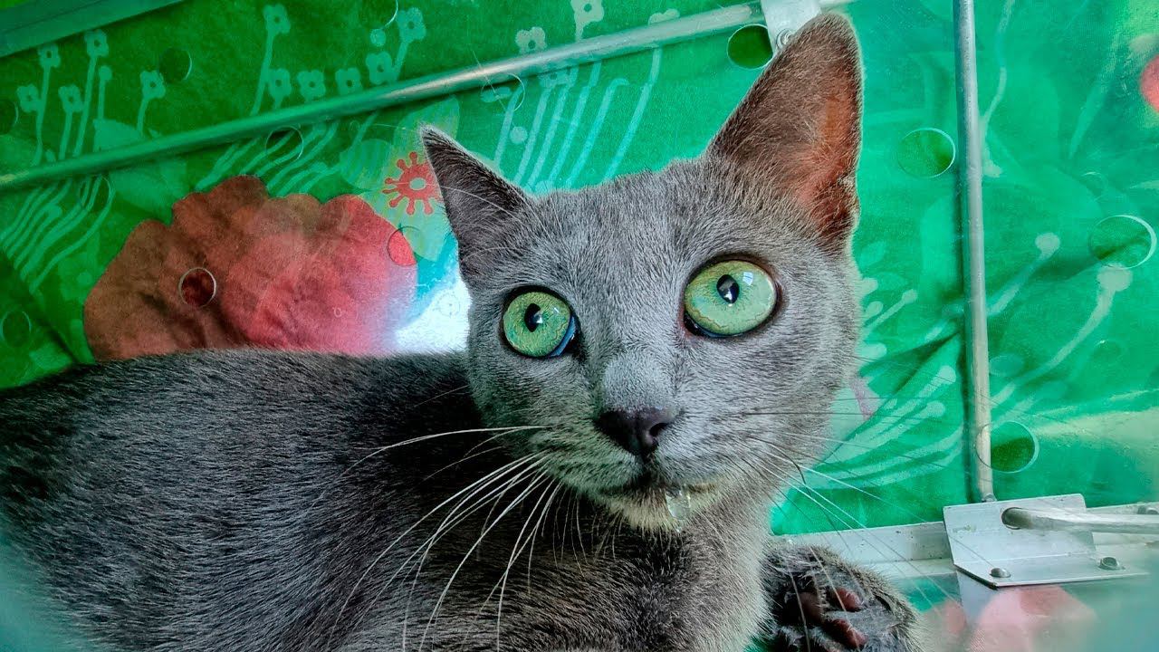 Поймал красивую кошку с зелеными глазами!