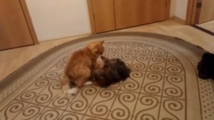 Йоркширский терьер и кот