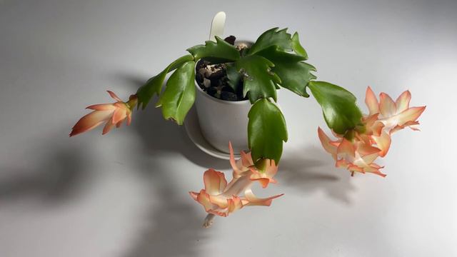 Schlumbergera Hybrid - ‘Colibri Adriana’