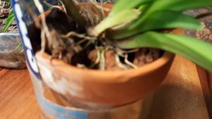 #Толумния уход и содержание в жарком климате  #Tolumnia #орхидеи #orchid