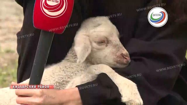Многодетная овца