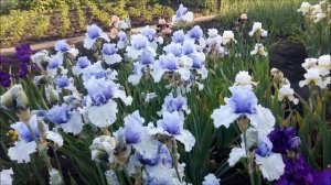 Ирисы и вредитель муха))) Нежное цветение ирисов)))Сезон закрыт)))