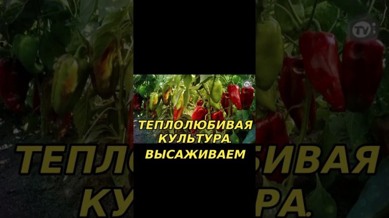Посадка перца