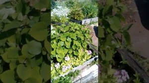 Ландыши, и пионы