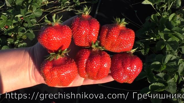 ВИМА КСИМА десертного вкуса позднеспелый сорт клубники смотреть онлайн