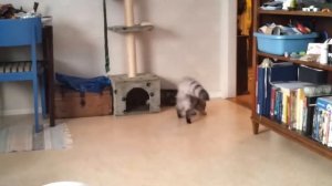 Породы кошек, которые любят воду