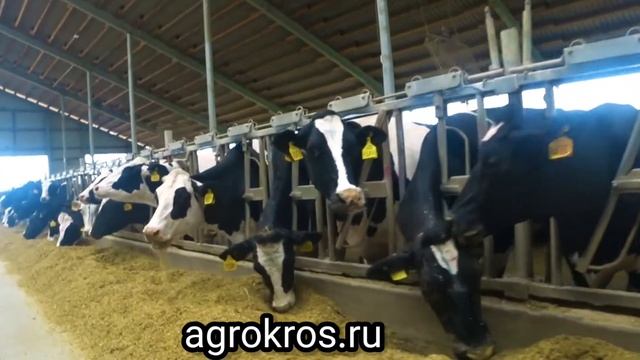 Айширская и Голштинская порода КРС, оптовая продажа крс по РФ И СНГ.