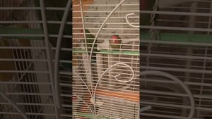 попугаи неразлучники едят