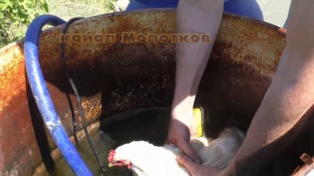 Если курица села на яйца что делать
