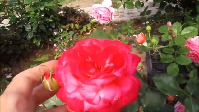 ПРОГУЛКА ПО РОЗАРИЮ.ЧАСТЬ 1. смотреть онлайн