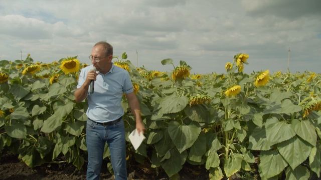 Сравнение гибридов и сортов подсолнечника