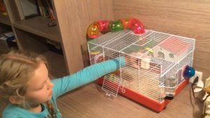 Все что нужно для Хомяка