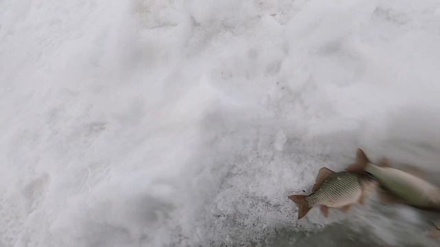Ловим рыбу руками .Ловля карася на ТЯГУ. смотреть онлайн