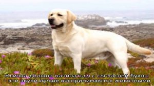 Лучшие имена и клички для собак