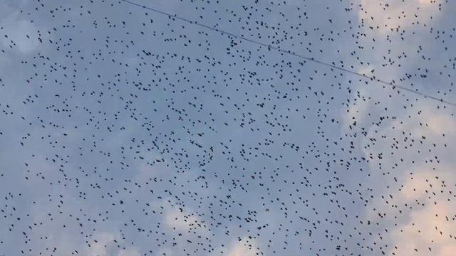 Стрижи улетели смотреть онлайн