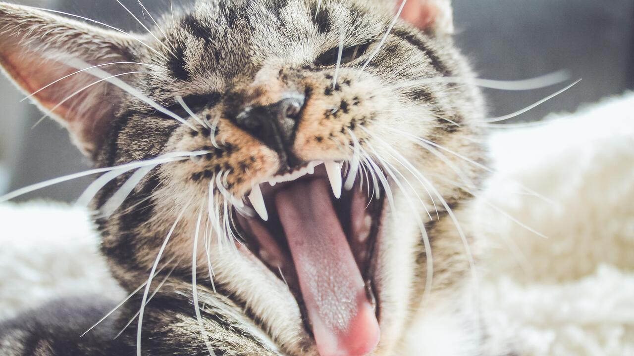 Смешные котики