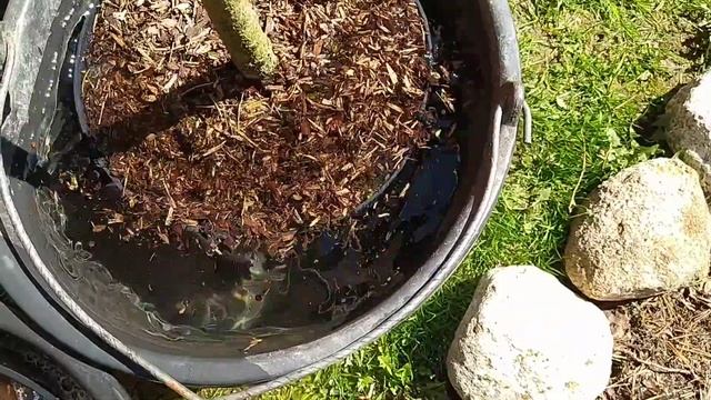 Новинки хвойных растений в штамбовой форме. смотреть онлайн