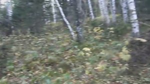 Охота на рябчика с пневматикой