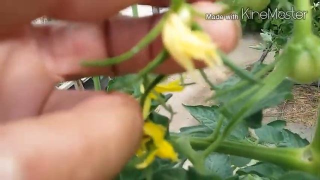 Результат обработки цветков томата препаратом АС смотреть онлайн