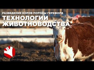 Разведение коров породы герефорд | Технологии животноводства