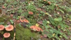 Опята переростки