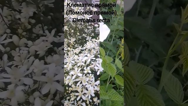 Роза чайная, Прямой клематис, колокольчик средний, псефеллюс подбеленный #чайная #роза #псефеллюс