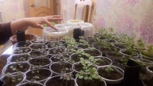 Букетная посадка цветов.Циния,астра,матиола,рудбекия...