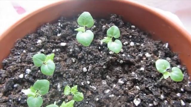 Абутилон 2. Всходы и пикировка смотреть онлайн