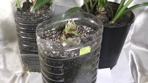 Начало роста стрелки гиппеаструма