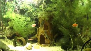 Видео для кошек, рыбки