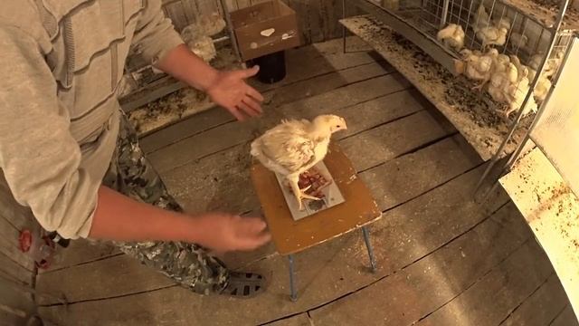 ДНЕВНИК БРОЙЛЕРА /РОСС 308 /ЦЫПЛЯТАМ МЕСЯЦ смотреть онлайн