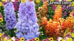 ДАЧА для ЛЕНИВЫХ Цветы которые будут радовать вас цветением ВСЁ ЛЕТО Цветоводам на заметк