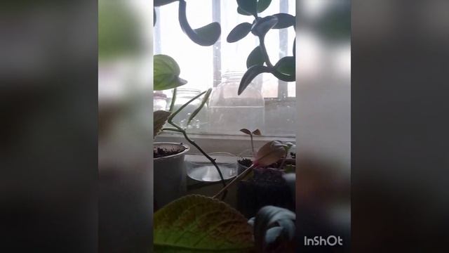Монстера косая,содержание и уход