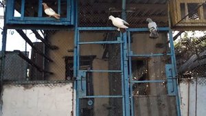 Голуби турецкая такла и бакинцы