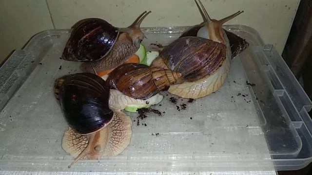 Ахатина Иммакулята смотреть онлайн