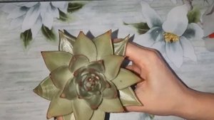 Агавовидные Эхеверии. Agave Echeveria