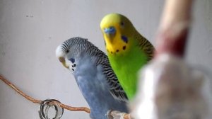 Счастливые волнистые попугайчики поют песенки!