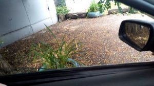 Скрип стеклоподъемника форд фокус 2